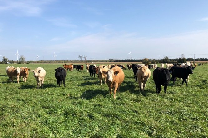 Cattle grazing in a pasture