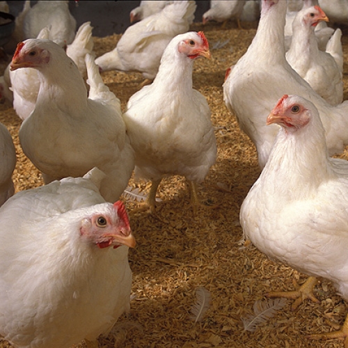 Picture of Broiler Chickens 