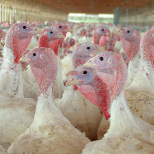 Picture of Group of Turkeys